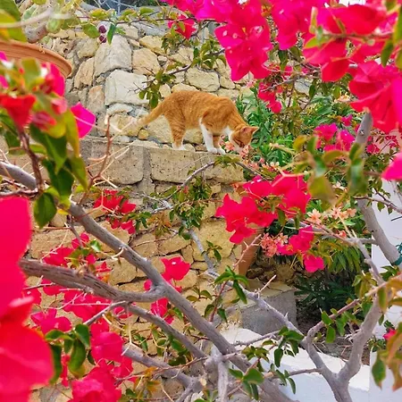 Tranquil With Sea View In Ammopi Karpathos *